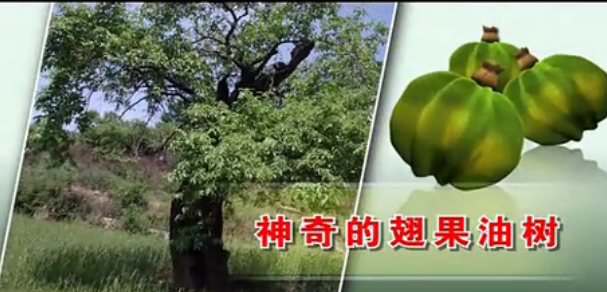 <strong>神奇的翅果油树</strong>